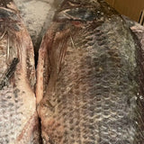 Fresh Tilapia Fish