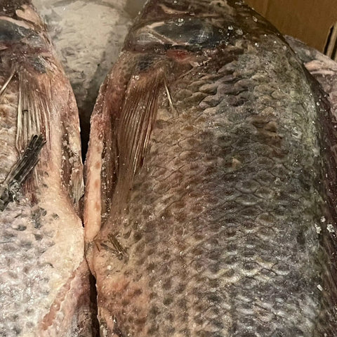 Fresh Tilapia Fish