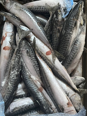 Mackerel Fish